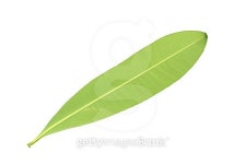 Back long green leaf isolated on white background with clipping 이미지 (501512278) - 게티이미지뱅크 Back long green leaf... 