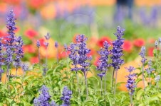 Lavender and other flowers field with pumkin for web background. 이미지 (468847860) - 게티이미지뱅크 Lavender and other... 