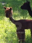 Just Shorn Baby Alpaca 이미지 (502711372) - 게티이미지뱅크 Just Shorn Baby Alpaca