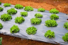 Green salad farm 이미지 (491183898) - 게티이미지뱅크 Green salad farm
