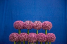 Pink allium in bloom. 이미지 (477486202) - 게티이미지뱅크 Pink allium in bloom.