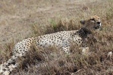 Cheetah rest 이미지 (470247690) - 게티이미지뱅크 Cheetah rest