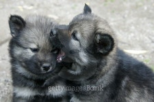 Two Eurasier puppies playing 이미지 (468386374) - 게티이미지뱅크 Two Eurasier puppies playing