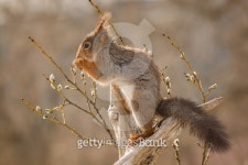 steady stand 이미지 (471525456) - 게티이미지뱅크 steady stand