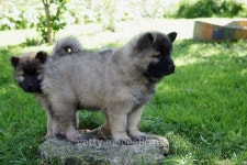 Two Eurasier puppies 이미지 (468416458) - 게티이미지뱅크 Two Eurasier puppies