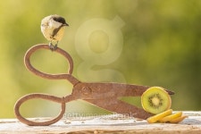 bird at work 이미지 (486275424) - 게티이미지뱅크 bird at work