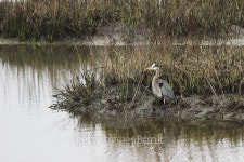 Great Blue Heron in Full Plumage 이미지 (470971568) - 게티이미지뱅크 Great Blue Heron in Full Plumage