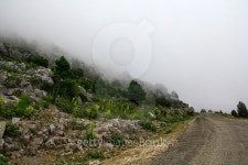 forest,fogy road,view distance 이미지 (486754608) - 게티이미지뱅크 forest,fogy road,view distance