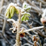 Frozen dogrose berries 이미지 (468456900) - 게티이미지뱅크 Frozen dogrose berries