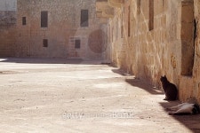 Lazy Cats 이미지 (475373136) - 게티이미지뱅크 Lazy Cats