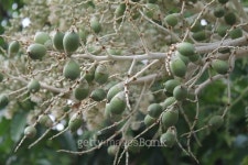 à¸ºBetel Nut 이미지 (466255882) - 게티이미지뱅크 à¸ºBetel Nut
