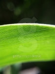 Macro Leaf 이미지 (476553182) - 게티이미지뱅크 Macro Leaf