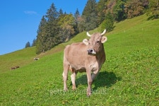 Swiss cow 이미지 (467387592) - 게티이미지뱅크 Swiss cow