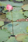 Pink lotus flowers growing in lake 이미지 (474083660) - 게티이미지뱅크 Pink lotus flowers growing in lake