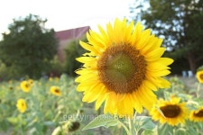 sunflowers at the field in summer on blue sky 이미지 (532629909) - 게티이미지뱅크 sunflowers at the field in summer on blue sky