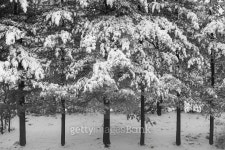 snow, pine 이미지 (502634664) - 게티이미지뱅크 snow, pine