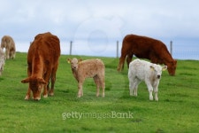 Herd of cows on the meadow lane 이미지 (487194722) - 게티이미지뱅크 Herd of cows on the meadow lane