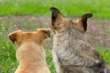 Two stray dogs 이미지 (493445240) - 게티이미지뱅크 Two stray dogs