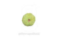 Isolate shot of one sugar apple shows calyx 이미지 (485869020) - 게티이미지뱅크 Isolate shot of one sugar apple shows calyx