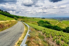 Road of wine, Beaujolais, France 이미지 (483638944) - 게티이미지뱅크 Road of wine, Beaujolais, France