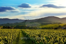 Sunset lights over vineyards and mountains, Beaujolais, France 이미지 (480794004) - 게티이미지뱅크 Sunset lights over... 