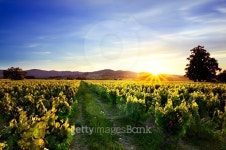 Sunset over vineyards and moutains of Beaujolais, France 이미지 (480794020) - 게티이미지뱅크 Sunset over vineyards and... 