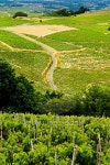 Vineyards of Beaujolais, France 이미지 (483629156) - 게티이미지뱅크 Vineyards of Beaujolais, France