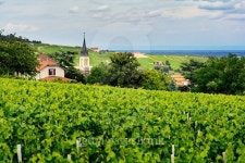 Church of Fleurie village and vineyards, Beaujolais, France 이미지 (483634322) - 게티이미지뱅크 Church of Fleurie village... 