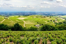 Hill and vineyards during a sunny day, Beaujolais, France 이미지 (483619848) - 게티이미지뱅크 Hill and vineyards during a... 