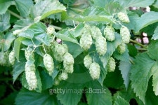 hop plant  (Humulus) 이미지 (488794314) - 게티이미지뱅크 hop plant  (Humulus)