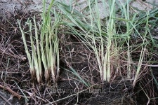 lemongrass 이미지 (490137980) - 게티이미지뱅크 lemongrass