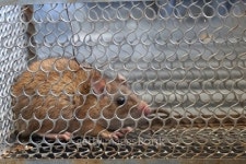 cage to trap rat 이미지 (499308016) - 게티이미지뱅크 cage to trap rat