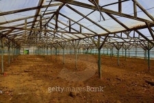 Tomato Greenhouse 이미지 (482313912) - 게티이미지뱅크 Tomato Greenhouse
