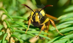 Bee in a Tree 이미지 (482298838) - 게티이미지뱅크 Bee in a Tree