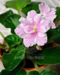 Pink viola 이미지 (498190066) - 게티이미지뱅크 Pink viola