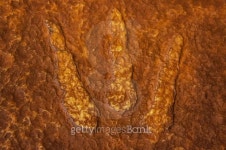 Dinosaur Footprints 이미지 (477583780) - 게티이미지뱅크 Dinosaur Footprints