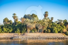 Nature of the Nile river in Egypt 이미지 (479469008) - 게티이미지뱅크 Nature of the Nile river in Egypt