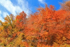 Autumn trees against blue sky 이미지 (492752732) - 게티이미지뱅크 Autumn trees against blue sky