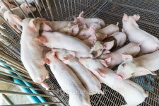 group of piglet in the cage at the pig farm 이미지 (498343860) - 게티이미지뱅크 group of piglet in the cage at the pig farm