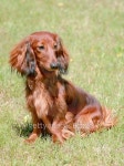 Typical Dachshund Long-haired dog 이미지 (476743494) - 게티이미지뱅크 Typical Dachshund Long-haired dog