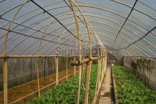 Organic Farm - greenhouse 이미지 (467769744) - 게티이미지뱅크 Organic Farm - greenhouse