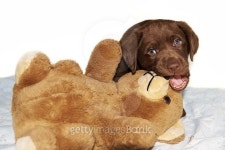 Puppy chewing teddy bear 이미지 (485865960) - 게티이미지뱅크 Puppy chewing teddy bear