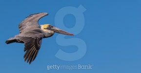 Free as a bird 이미지 (538528407) - 게티이미지뱅크 Free as a bird