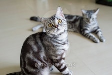 American Short Hair 이미지 (482340840) - 게티이미지뱅크 American Short Hair