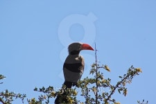 Crowned Hornbill 이미지 (479677676) - 게티이미지뱅크 Crowned Hornbill