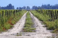 Farm Road 이미지 (485779446) - 게티이미지뱅크 Farm Road