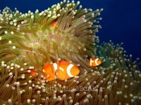 Western Clown-anemonefish 이미지 (489976394) - 게티이미지뱅크 Western Clown-anemonefish