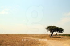 Serengeti 이미지 (489961554) - 게티이미지뱅크 Serengeti
