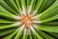 Close-up photo of pine branch 이미지 (484331208) - 게티이미지뱅크 Close-up photo of pine branch