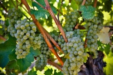 Organic Sauvignon Blanc 이미지 (536189973) - 게티이미지뱅크 Organic Sauvignon Blanc